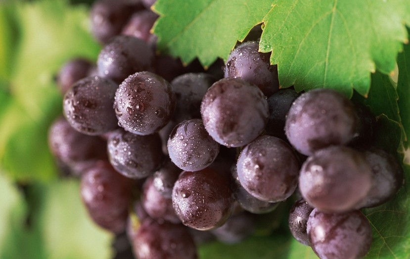 “葡萄美酒夜光杯”，敦煌陽關(guān)葡萄最甜美