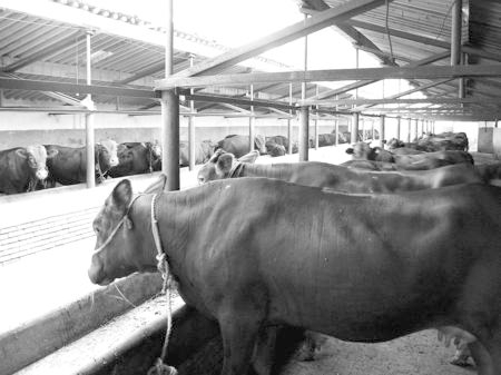 產(chǎn)業(yè)發(fā)展看平?jīng)觥捌經(jīng)黾t?！眽?nèi)開花墻外紅