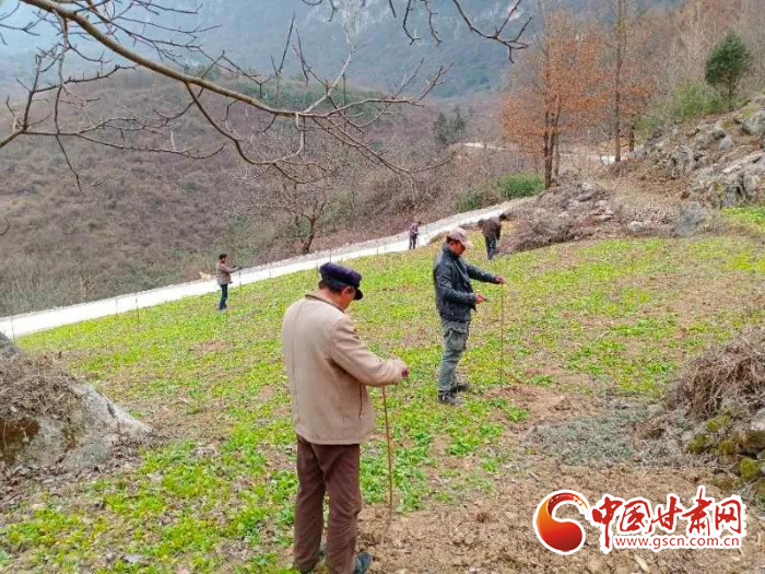 【甘肅全民戰(zhàn)“疫”】戰(zhàn)“疫”中，隴南稻坪的春天