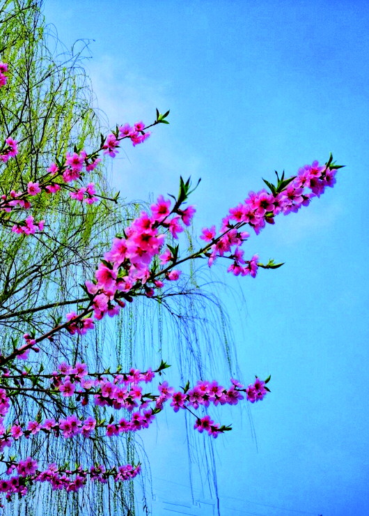 銅城桃花嫵媚綻放！君莫宅家辜負春光美景