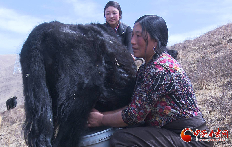 甘肅合作：高原上盛開了一朵美麗的“格?；ā保▓D）