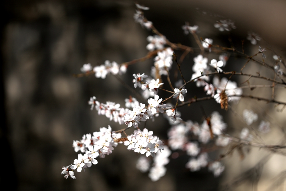 海報(bào)|花開隴原，甘肅這些景區(qū)正在復(fù)蘇！