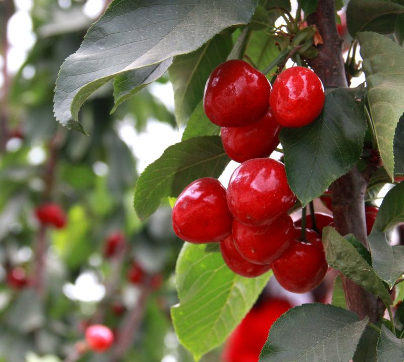 趕緊約起來！民勤紅旗谷櫻桃采摘園開園啦！