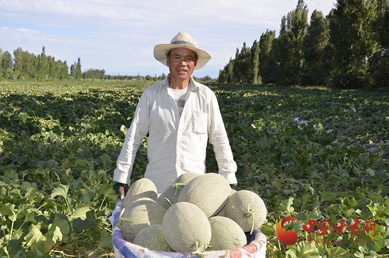 瓜州：蜜瓜產業(yè)讓群眾走向“甜蜜生活”