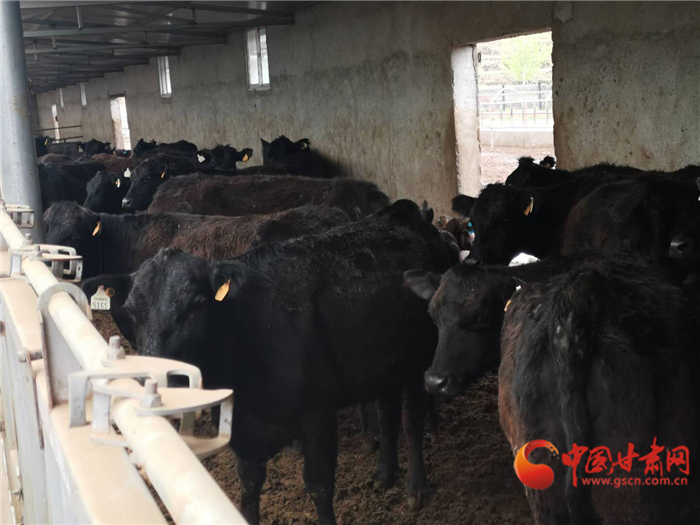 【甘肅省決戰(zhàn)決勝脫貧攻堅(jiān)】白銀會(huì)寧養(yǎng)殖新模式：貧困群眾別著急 你的牛兒我來(lái)養(yǎng)