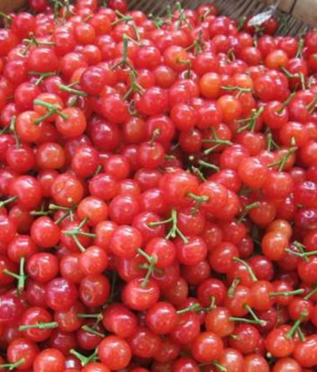 蘭州機(jī)場(chǎng)開設(shè)兩條農(nóng)產(chǎn)品綠色檢查通道