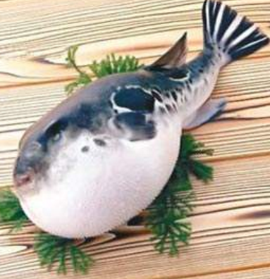 蘭州市市場監(jiān)督管理局發(fā)布通告禁止違法加工、經(jīng)營河豚魚