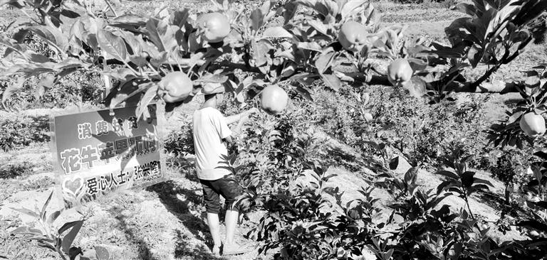 “于堡村果園”開(kāi)張記——認(rèn)購(gòu)“一棵樹(shù)”，結(jié)出“致富果”