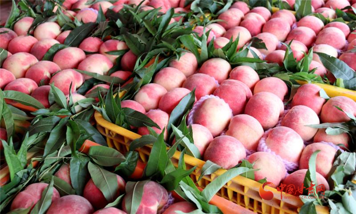 天水秦安: 縣長直播帶貨 促蜜桃銷售線上線下齊頭并進