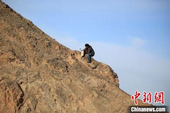 圖為敦煌“80后”畫(huà)家張杰龍?jiān)诙鼗腿Ｉ嚼锊杉V石顏料。(資料圖)受訪者供圖