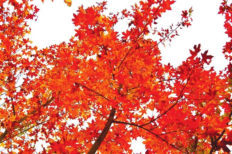 出彩啦！蘭州高校秋景驚艷來襲，快到秋日調(diào)色盤里pick你的母校