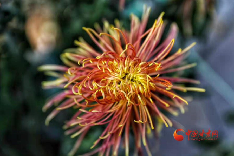 十五年，鍥而不舍終夢(mèng)圓——寫在蘭州市入選全國文明城市之際