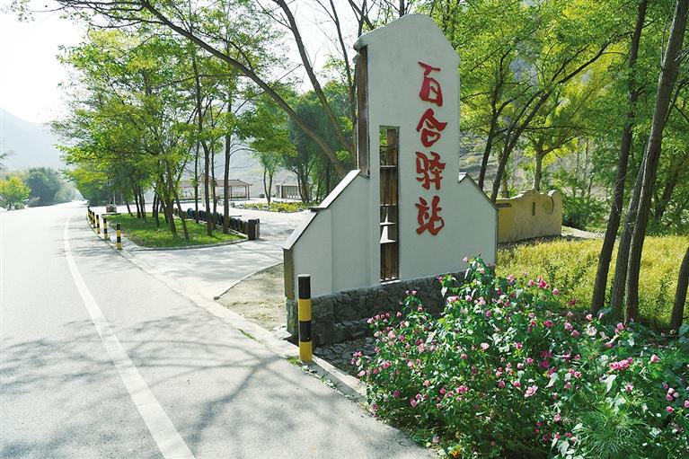 一花引得百花開——永靖縣陳井鎮(zhèn)發(fā)展百合產業(yè)影像志