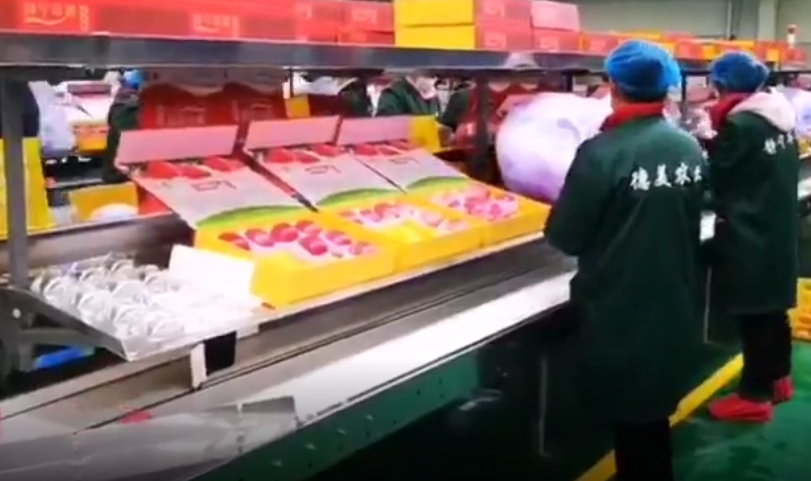 【獨家視頻】快訊丨甘肅省委副書記、代省長任振鶴在靜寧縣調(diào)研蘋果產(chǎn)業(yè)發(fā)展