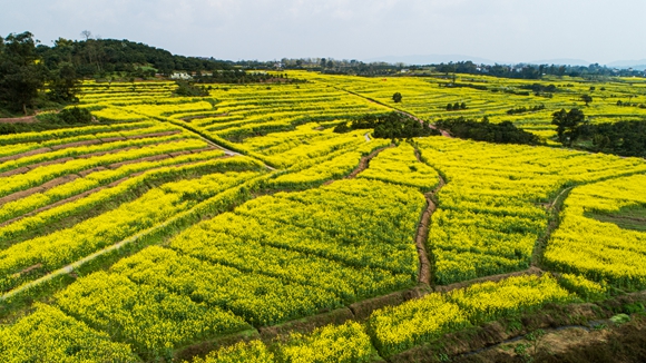 千余畝油菜花盛開。廖濤 攝