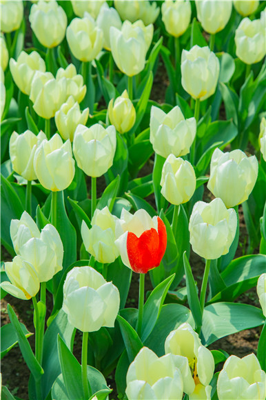 花叢中，別具一格。羅云希 攝