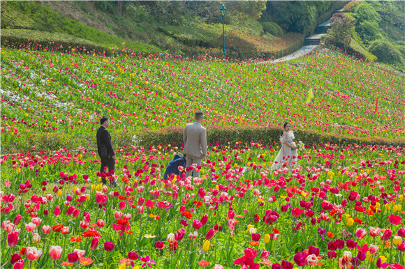 花海間，拍上一組美美的婚紗照。羅云希 攝