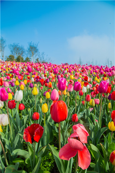 花的海洋。羅云希 攝