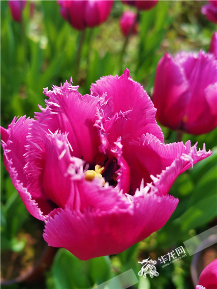 特色郁金香品種，花邊呈鋸齒狀。華龍網(wǎng)—新重慶客戶端記者 舒婷 攝