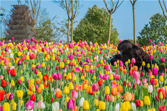 五顏六色郁金香花海。羅云希 攝
