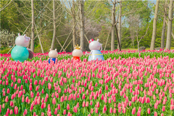 長壽湖郁金香次第開放。羅云希 攝