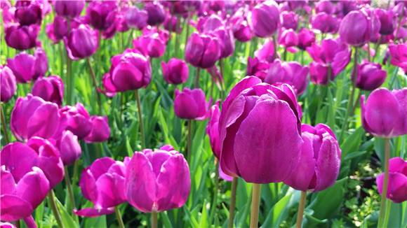 紫色郁金香。華龍網(wǎng)—新重慶客戶端袁舒含 攝