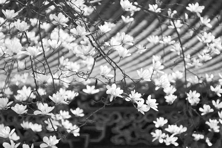 天水雙玉蘭堂，吟杜甫詩(shī) 煎泉水茶 賞白石書法