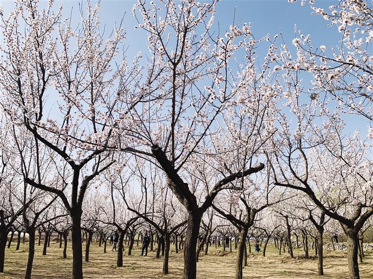 唐汪川的杏花開(kāi)了！周邊游再添好去處