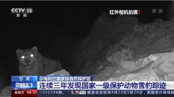 “大貓”出沒！甘肅尕海則岔保護(hù)區(qū)連續(xù)三年發(fā)現(xiàn)雪豹蹤跡