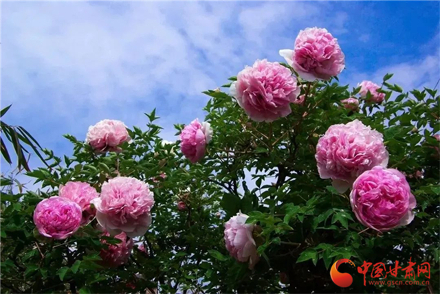 【五一游甘肅】暢游“臨洮縣紫斑牡丹文化旅游節(jié)”，這份攻略請收下！