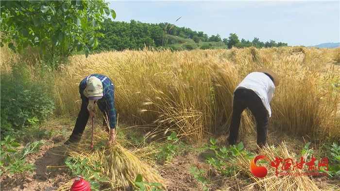 【隴拍客】平涼華亭：銀鐮揮舞夏收忙 麥浪翻滾糧歸倉
