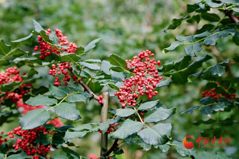 西和：小花椒滋養(yǎng)大產業(yè) “麻香”中繪就鄉(xiāng)村振興藍圖