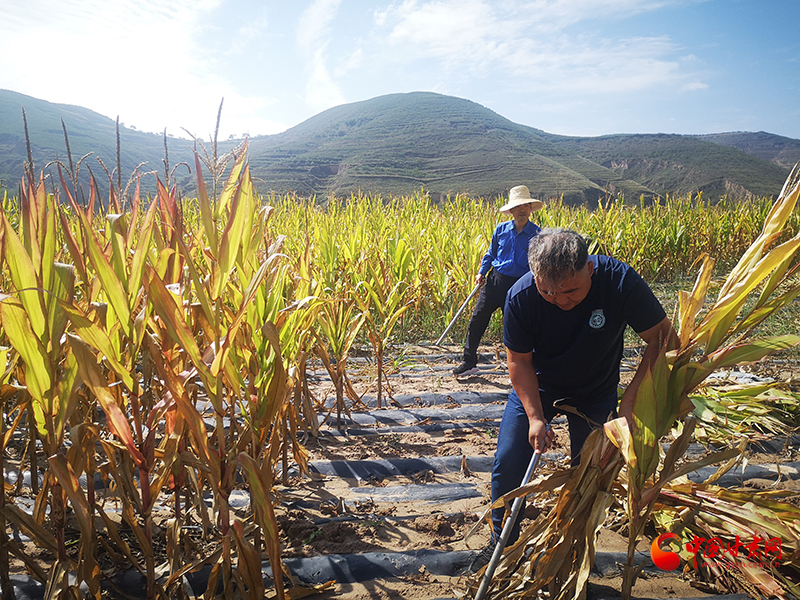 【慶豐收 感黨恩】定西安定：劉鴻奎的豐收節(jié)！