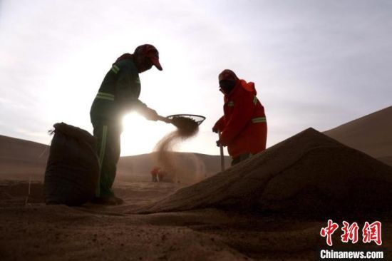 圖為“駱駝保姆”用土方法清理駝糞。　張曉亮 攝