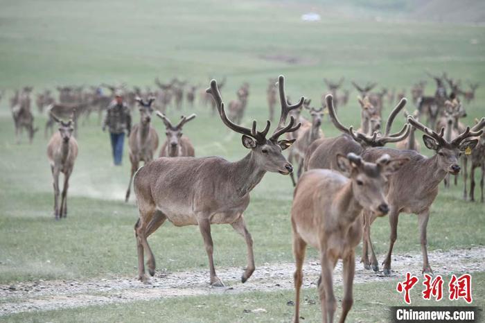 圖為肅南縣馬鹿養(yǎng)殖場內的鹿群?！钇G敏 攝