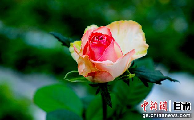 圖為在智慧溫室里盛開(kāi)的玫瑰。馬玉林 攝