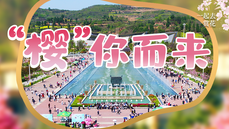 海報|春色爛漫，一組海報“云賞”櫻花盛開