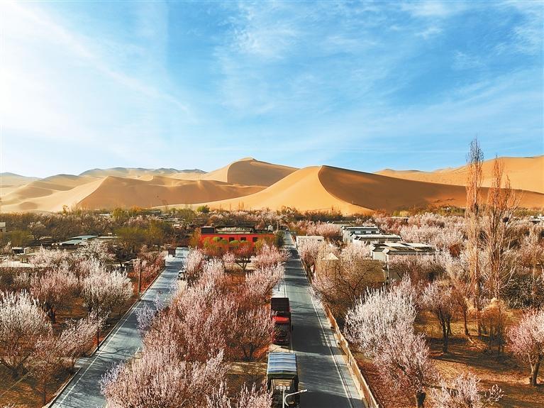 近日，敦煌鳴沙山下的李廣杏杏花陸續(xù)開放，美如畫卷。新甘肅·甘肅日報通訊員　張曉亮