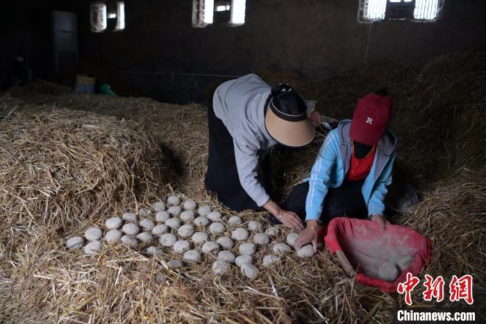 酒曲成型之后入曲房，入室之前要灑水，再鋪青稞草，防止曲塊的水分被吸走，曲房內(nèi)有通風(fēng)道、窗戶、暖氣、電熱爐等各種控制曲房溫度的設(shè)備。圖為5月10日，工作人員將成型的曲塊搬運(yùn)到曲房。九美旦增　攝