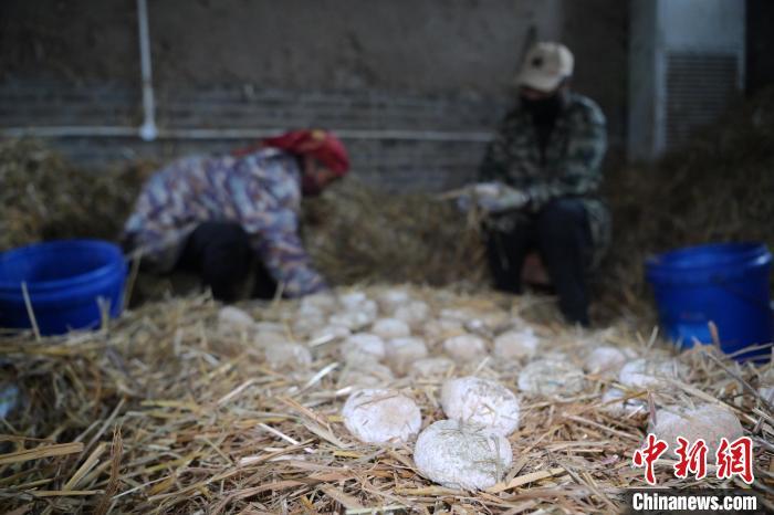 酒曲從曲坯入房培養(yǎng)到培養(yǎng)結(jié)束，整個培養(yǎng)周期控制在4至8天，曲坯的要求光滑，軟硬適宜，手按曲坯不松散，結(jié)實(shí)，薄厚一致。圖為5月10日，工作人員準(zhǔn)備將培養(yǎng)好的曲坯拿到外面晾曬。九美旦增　攝