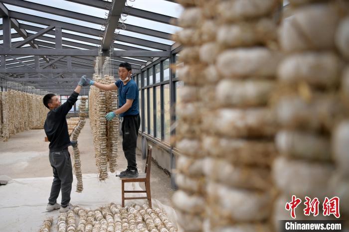 圖為5月10日，工作人員將用青稞面和青稞草等制成的曲坯用繩子串起來晾曬。九美旦增　攝