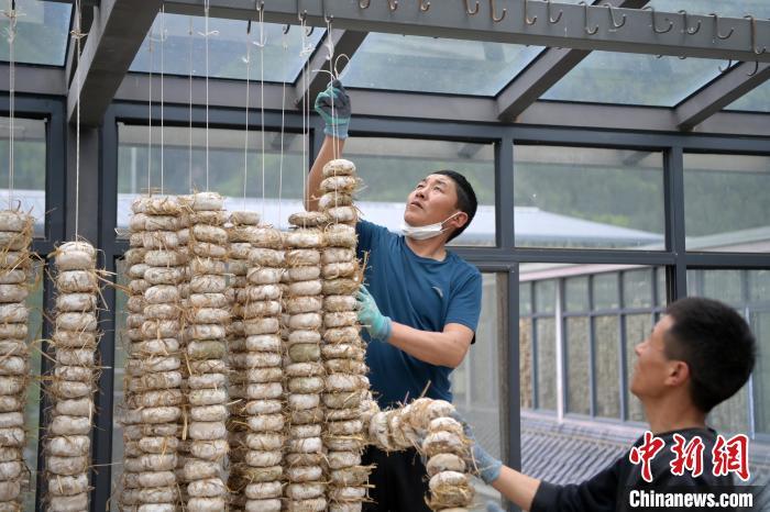 圖為5月10日，工作人員將用青稞面和青稞草等制成的曲坯用繩子串起來晾曬。九美旦增　攝