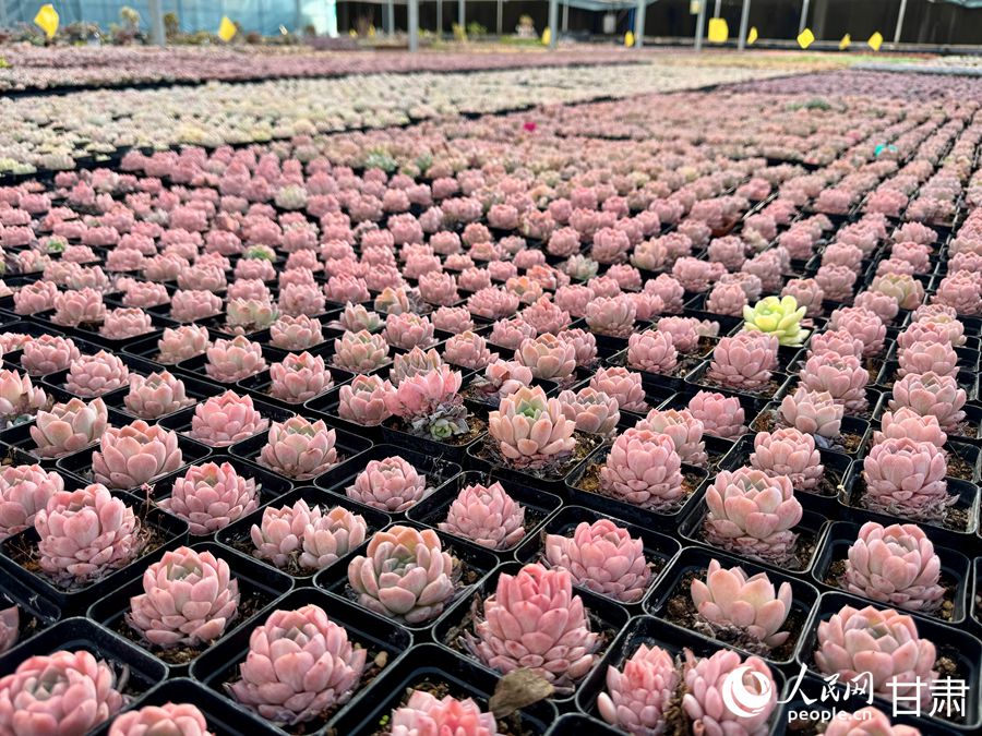 蘭州鑫源現(xiàn)代農(nóng)業(yè)休閑觀光旅游景區(qū)多肉大棚。人民網(wǎng)記者 焦隆攝