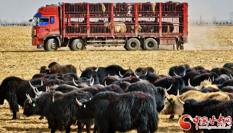 隴拍客丨張掖：“候鳥式”借牧實現(xiàn)農(nóng)牧雙贏